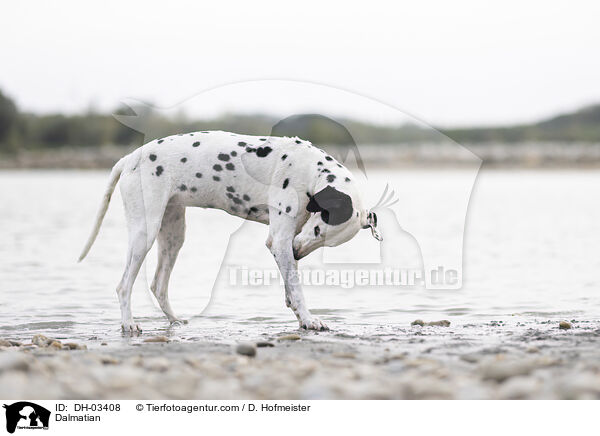 Dalmatian / DH-03408