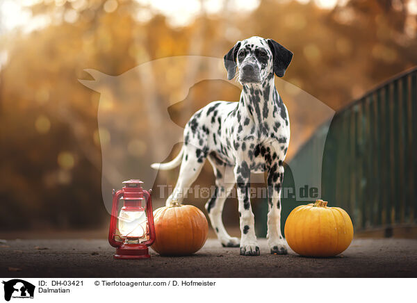 Dalmatiner / Dalmatian / DH-03421