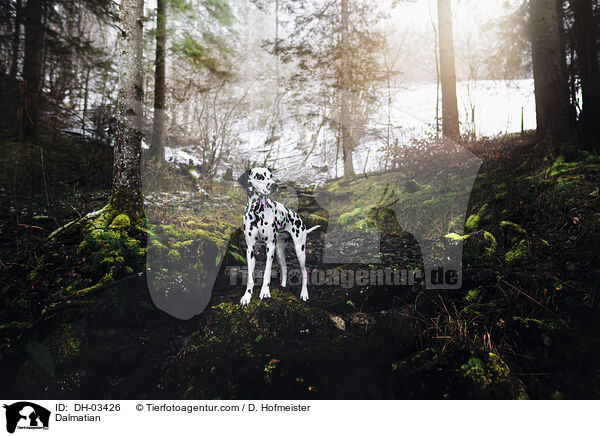 Dalmatiner / Dalmatian / DH-03426