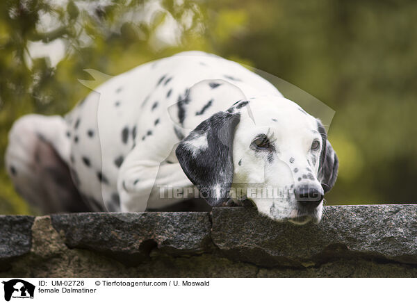 Dalmatiner Hndin / female Dalmatiner / UM-02726