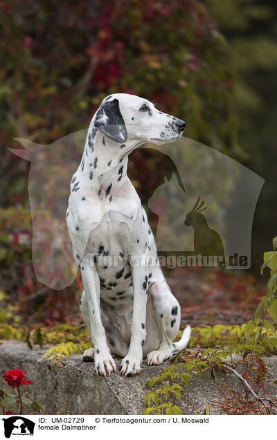 Dalmatiner Hndin / female Dalmatiner / UM-02729