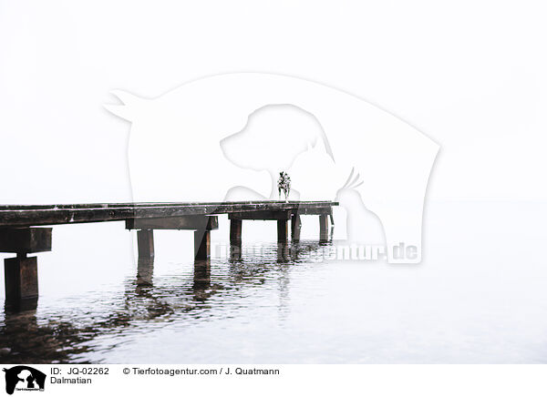 Dalmatiner / Dalmatian / JQ-02262