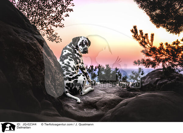 Dalmatiner / Dalmatian / JQ-02344