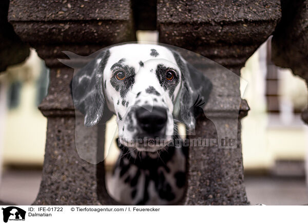 Dalmatian / IFE-01722