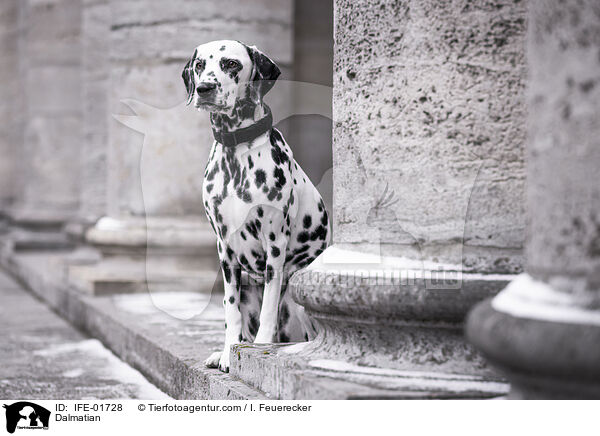 Dalmatian / IFE-01728