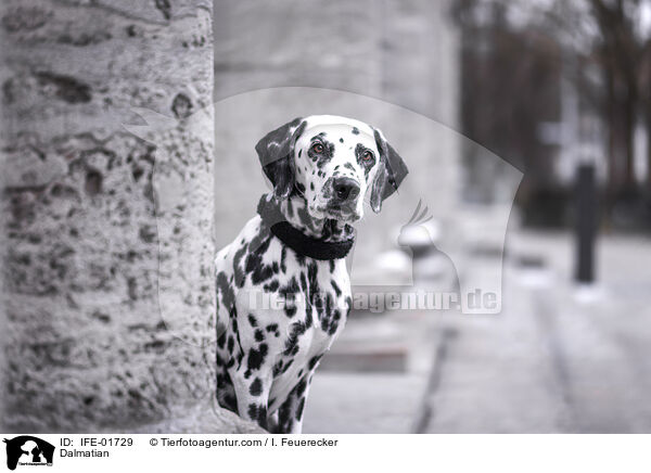 Dalmatiner / Dalmatian / IFE-01729