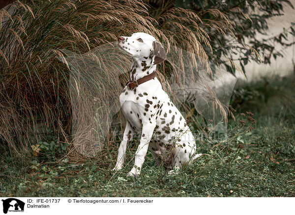 Dalmatiner / Dalmatian / IFE-01737