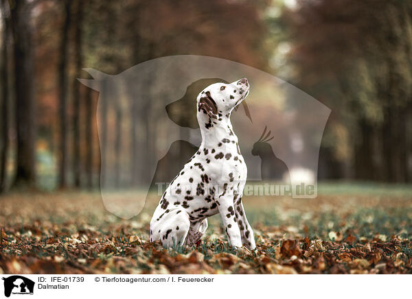 Dalmatiner / Dalmatian / IFE-01739