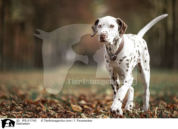Dalmatiner / Dalmatian / IFE-01740