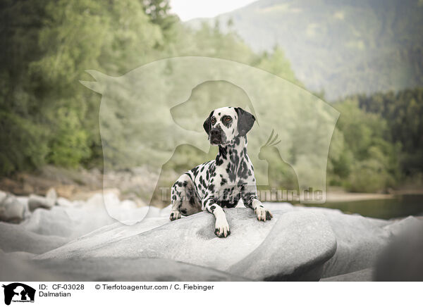 Dalmatiner / Dalmatian / CF-03028