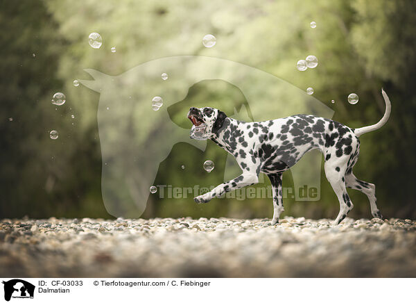 Dalmatiner / Dalmatian / CF-03033