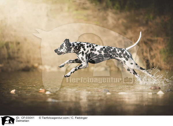 Dalmatiner / Dalmatian / CF-03041
