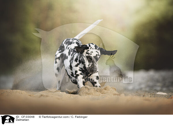 Dalmatiner / Dalmatian / CF-03048