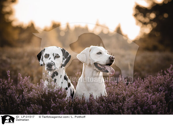 Dalmatiner / Dalmatian / LP-01517