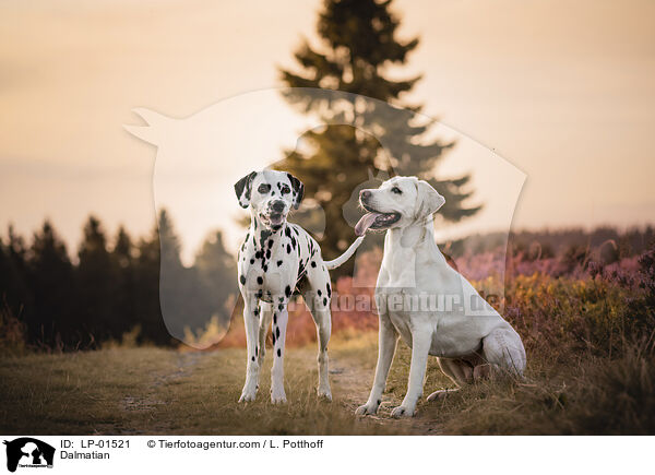 Dalmatiner / Dalmatian / LP-01521