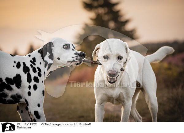 Dalmatiner / Dalmatian / LP-01522