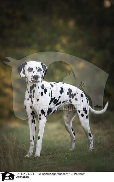Dalmatian / LP-01791