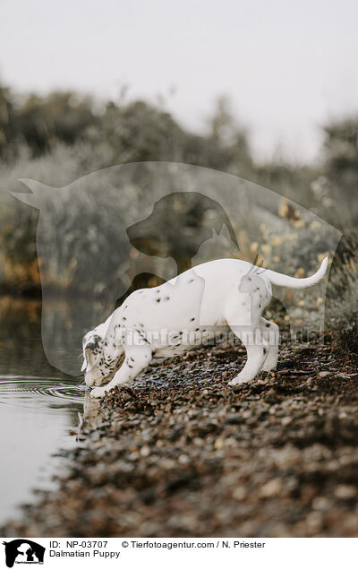 Dalmatiner Welpe / Dalmatian Puppy / NP-03707
