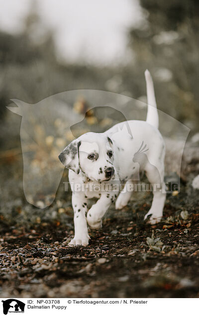 Dalmatiner Welpe / Dalmatian Puppy / NP-03708