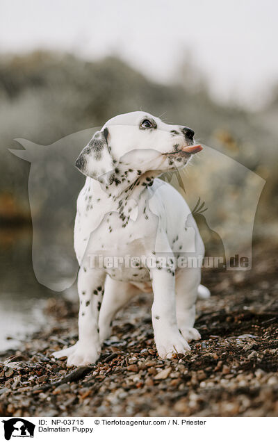 Dalmatiner Welpe / Dalmatian Puppy / NP-03715