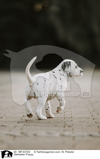 Dalmatiner Welpe / Dalmatian Puppy / NP-03720