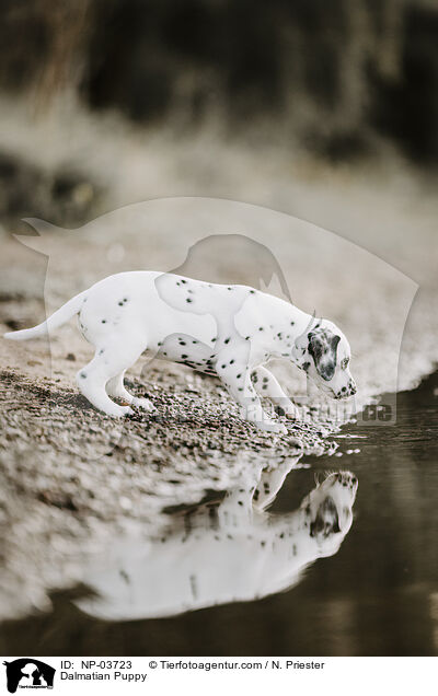 Dalmatiner Welpe / Dalmatian Puppy / NP-03723