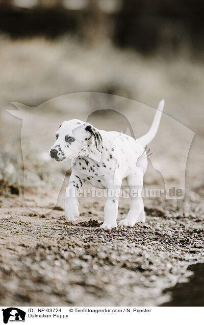Dalmatiner Welpe / Dalmatian Puppy / NP-03724