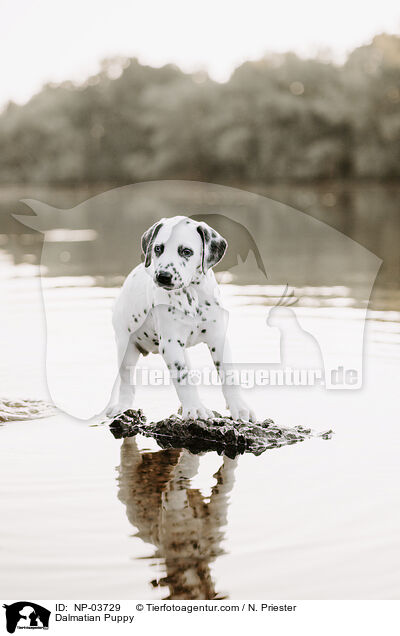 Dalmatiner Welpe / Dalmatian Puppy / NP-03729