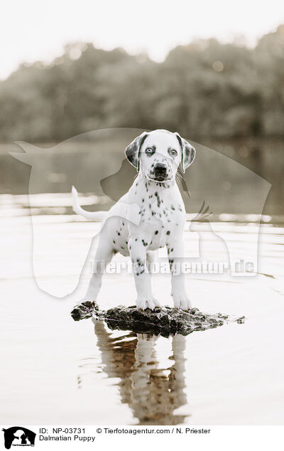 Dalmatiner Welpe / Dalmatian Puppy / NP-03731