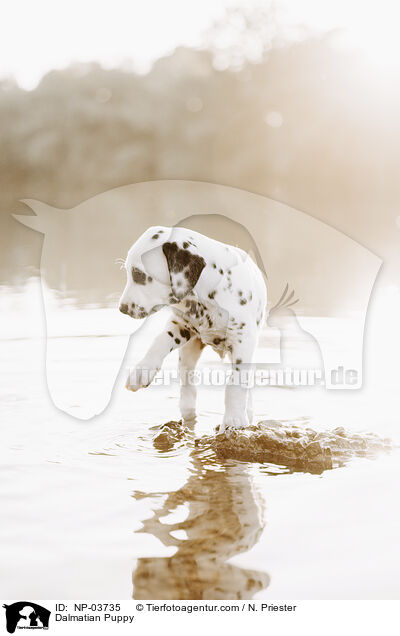 Dalmatiner Welpe / Dalmatian Puppy / NP-03735