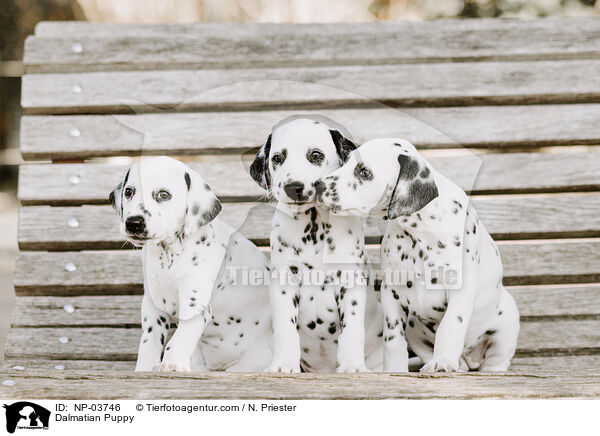 Dalmatiner Welpe / Dalmatian Puppy / NP-03746