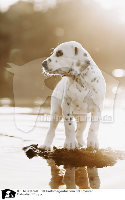 Dalmatiner Welpe / Dalmatian Puppy / NP-03749