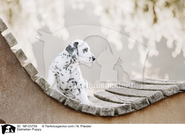 Dalmatian Puppy / NP-03759