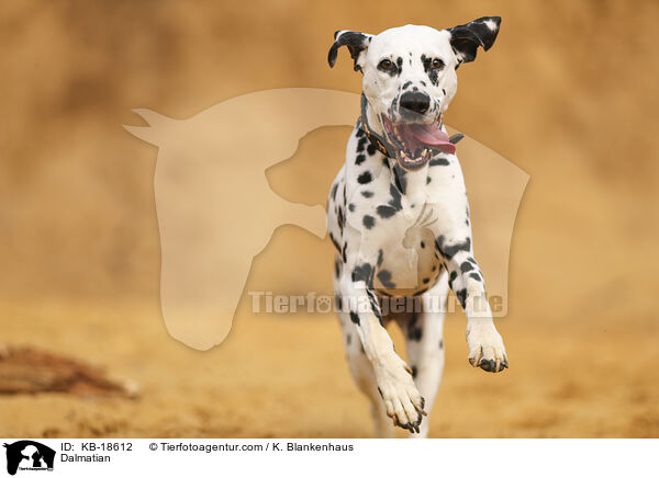 Dalmatiner / Dalmatian / KB-18612