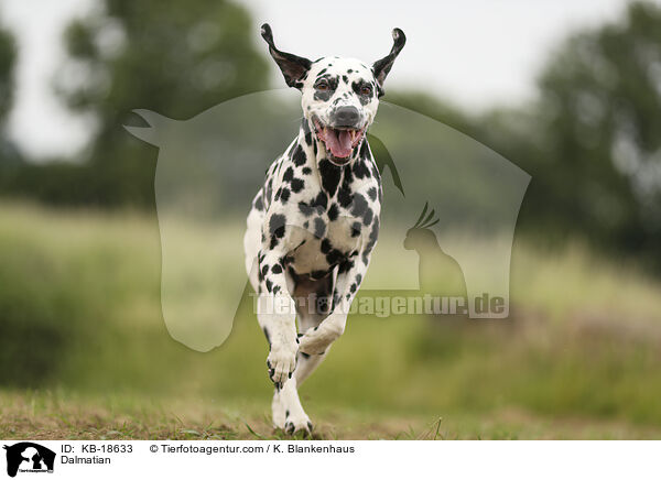 Dalmatiner / Dalmatian / KB-18633