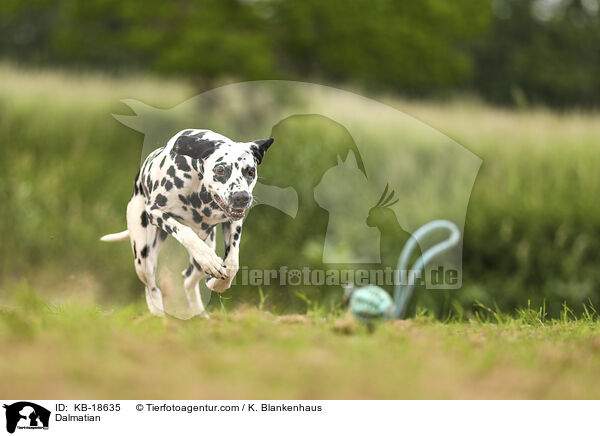 Dalmatiner / Dalmatian / KB-18635