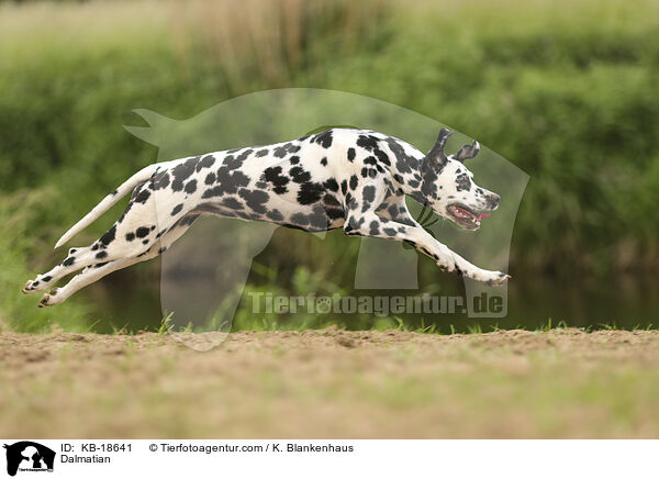 Dalmatiner / Dalmatian / KB-18641