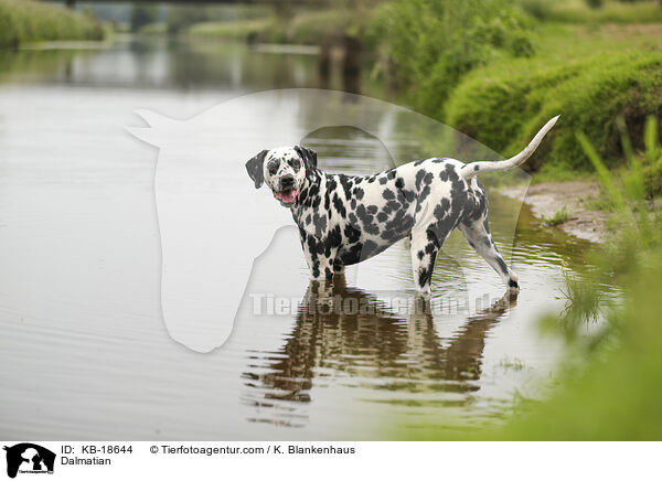 Dalmatiner / Dalmatian / KB-18644