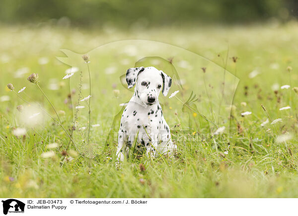 Dalmatiner Welpe / Dalmatian Puppy / JEB-03473