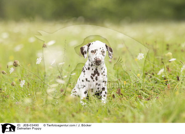 Dalmatiner Welpe / Dalmatian Puppy / JEB-03490