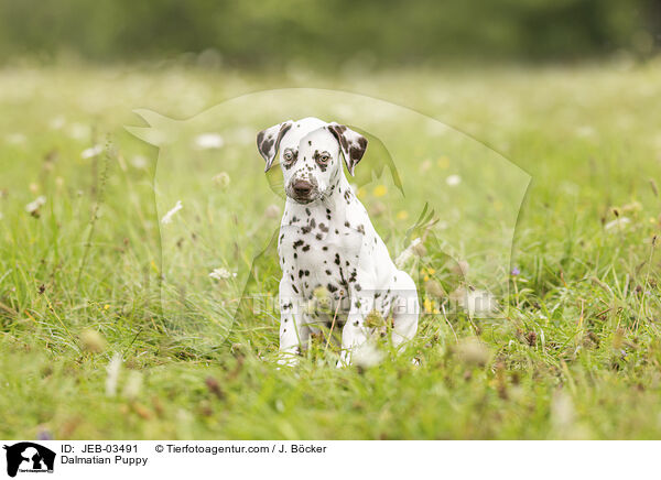 Dalmatiner Welpe / Dalmatian Puppy / JEB-03491