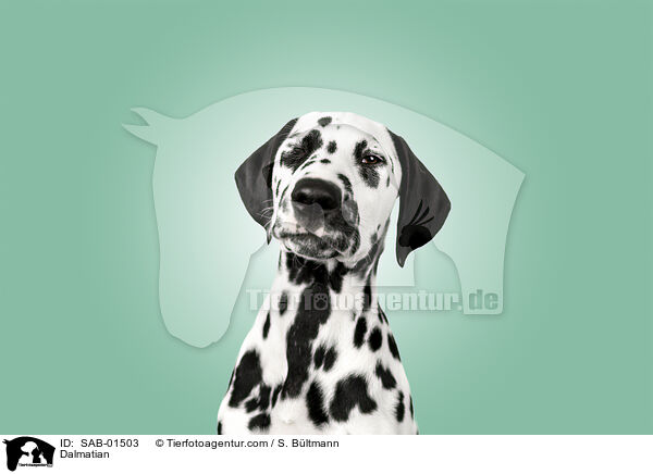 Dalmatiner / Dalmatian / SAB-01503