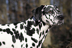 Dalmatian