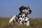 Dalmatian