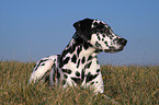 Dalmatian