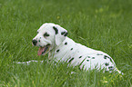 lying dalmatian puppy