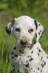 dalmatian portrait