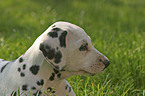 dalmatian portrait