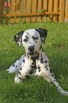 lying dalmatian