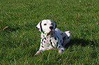 lying dalmatian